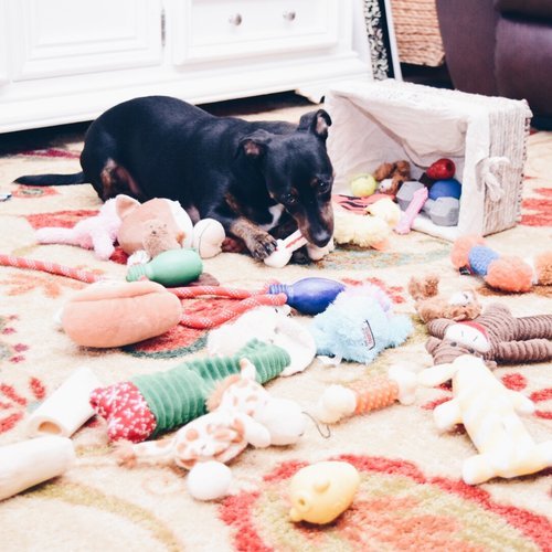 Dog playing with toys